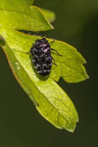Trachys minutus
